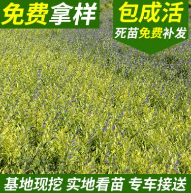 金叶莸基地批发 宿根花卉工程苗金叶莸 包成活金叶莸小苗图1