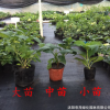 批发绣球花苗八仙花变色盆栽花卉庭院绿化地栽无尽夏绣球当年开花