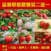 草莓种子套餐 奶油草莓种子包邮 四季播
