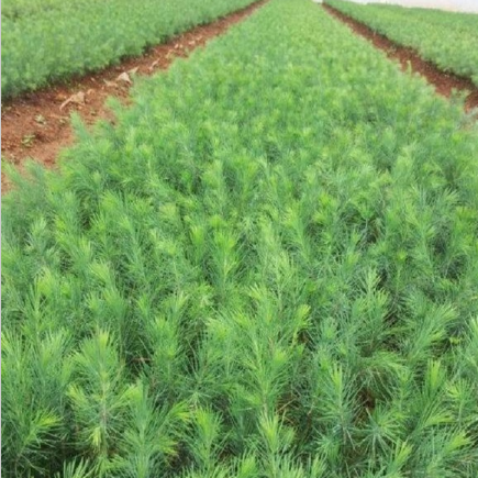 批发 雪松 雪松苗 名贵风景树 四季常青松树苗 园林绿化苗木