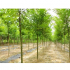 厂家直销法桐苗木低价销售