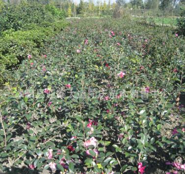 基地批发茶花树苗 山茶花盆栽 当年开花 庭院绿化苗木庭院