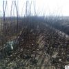 基地直销 价格实惠 九叶青花椒 大红袍花椒苗