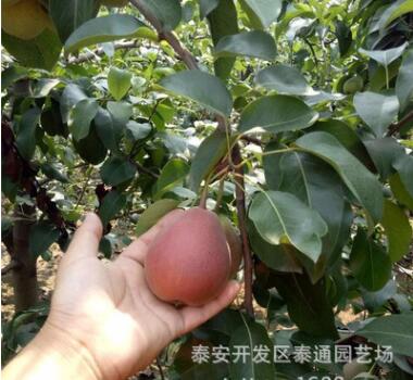 红梨树苗品种 1.5米嫁接红香酥梨树苗 短枝矮化梨苗
