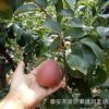 红梨树苗品种 1.5米嫁接红香酥梨树苗 短枝矮化梨苗