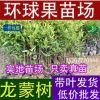 供应龙蒙果树苗 黏牙木 四季常绿不掉 叶岭南山竹子树