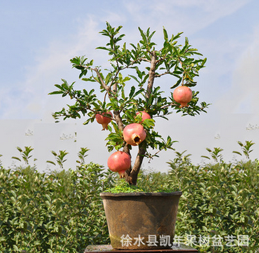 室内植物果树盆栽 生态园果树盆景石榴