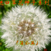 蒲公英种 花卉 多年生易 四季播花卉盆栽绿植