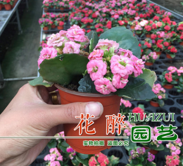 长寿花重瓣多色花苗盆栽盆景花卉室内桌面观花多肉植物四季开花