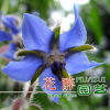硫璃苣批发新采正宗琉璃苣种子紫花草食用蔬菜硫璃苣种子芳香植物