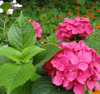 批发绿化工程苗 八仙花 当年开花庭院观花植物 规格齐全量大优惠