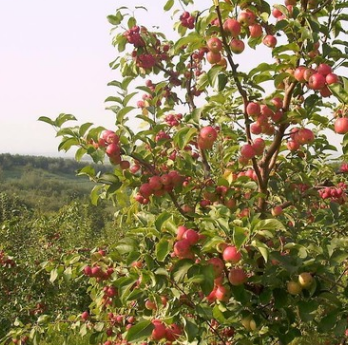 优质品种苹果树苗 基地直采直销 品种规格齐全可盆栽地栽 高产量