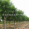 国槐 直销国槐苗木 道路绿化苗木 绿化园林苗 规格齐全