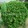 厂家直销 大叶黄杨球 批发 北方绿化苗木 耐寒苗木 灌木