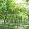 榉树 耐寒耐旱绿化苗榉树 基地直销 绿化工程榉树乔木