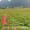 大量供应 桂花小苗