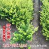 金叶女贞小毛球树苗 绿化工程苗基地直发 园林植物毛球批发