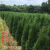 防护丛生风景塔柏树 君临苗圃苗木基地直发 湿地绿化工程苗