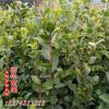 精品绿化工程苗金森女贞小毛球盆栽 园林植物毛球批发