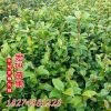 批发茶花小苗 茶花盆栽 山茶花苗 20-30cm高 绿化小苗 现货