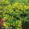 君琳苗圃防护丛生风景精品黄花槐 社区绿化行道树 绿化工程苗