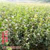 精品绿化工程苗茶梅球 园林植物茶梅盆栽 茶梅树茶梅小苗 批发