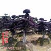 精品绿化工程苗造型红花继木古桩 园林植物绿化苗 批发