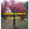 广西红枫树基地 小红枫直销批发 红枫价格优惠 园林绿化风景树