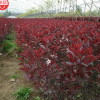 园林苗木特供基地直发 紫叶矮樱1.5