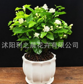 盆栽重瓣双色茉莉芳香净化空气绿植室内阳台花卉白茉莉花苗