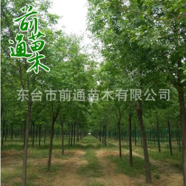 白蜡 基地直销 原生白蜡 3 4 6 8 10 18公分 规格齐全