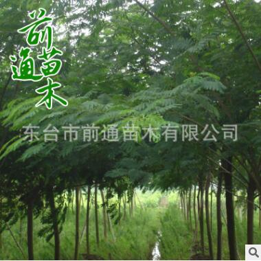 合欢 各种规格 大量批发 园林植物 基地直销 乔木观赏植物