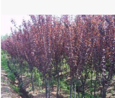 山东速生紫叶李树苗批发 2-5公分紫叶李树苗 根系发达