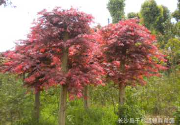 直销园林工程绿化苗木 红枫 红枫树 各种规格红枫树 切杆红枫