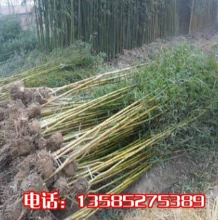 庭院观赏竹子植物紫竹 金镶玉竹 青竹苗 趣味美观 四季常青