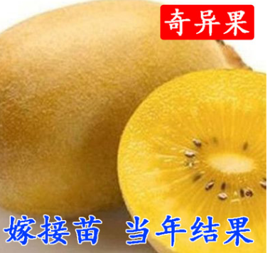 猕猴桃树苗南方北方种植红心奇异果果树苗盆栽地栽嫁接苗当年结果
