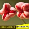 丝绵木苗圃直销 优质绿化工程苗木 桃叶卫矛 庭院园林种植规格全