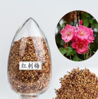 基地直销黄刺玫种子红刺玫种子黄蔷薇种子红刺玫玫瑰种子量大从优图2