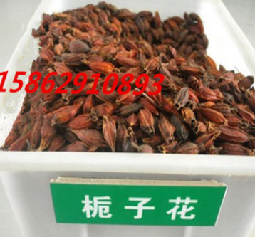 新采优质栀子花种子 浓香花卉黄栀子花 牡丹栀子玉荷花 发芽率高图2