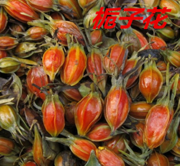 新采优质栀子花种子 浓香花卉黄栀子花 牡丹栀子玉荷花 发芽率高图3