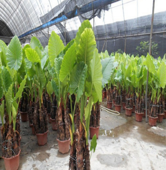 滴水观音绿色观叶植物办公室客厅大型绿植盆栽花卉净化空气海芋图2