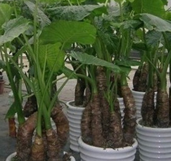 滴水观音绿色观叶植物办公室客厅大型绿植盆栽花卉净化空气海芋图3