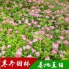 优质绣线菊批发 绿叶绣线菊苗价格 量大优惠 价格从优