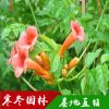 批发凌霄苗 凌霄价格 工程绿化 规格齐全 凌霄苗销售 基地发货