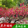基地直销优质工程绿化苗木 红叶碧桃小苗 规格齐全 观花植物