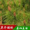 马尾松小苗基地批发绿化苗木 马尾松苗 绿化环境 园林绿化苗