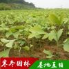 规格齐全占地好白果苗产地直发 工程绿化苗木 银杏小苗 银杏树苗