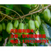 崇左软枣猕猴桃苗|崇左软枣子苗木价格
