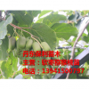 萍乡软枣猕猴桃苗|萍乡软枣子苗木价格