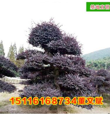 批发造形古桩 红花继木桩园林绿化工程苗木庭院精品图1